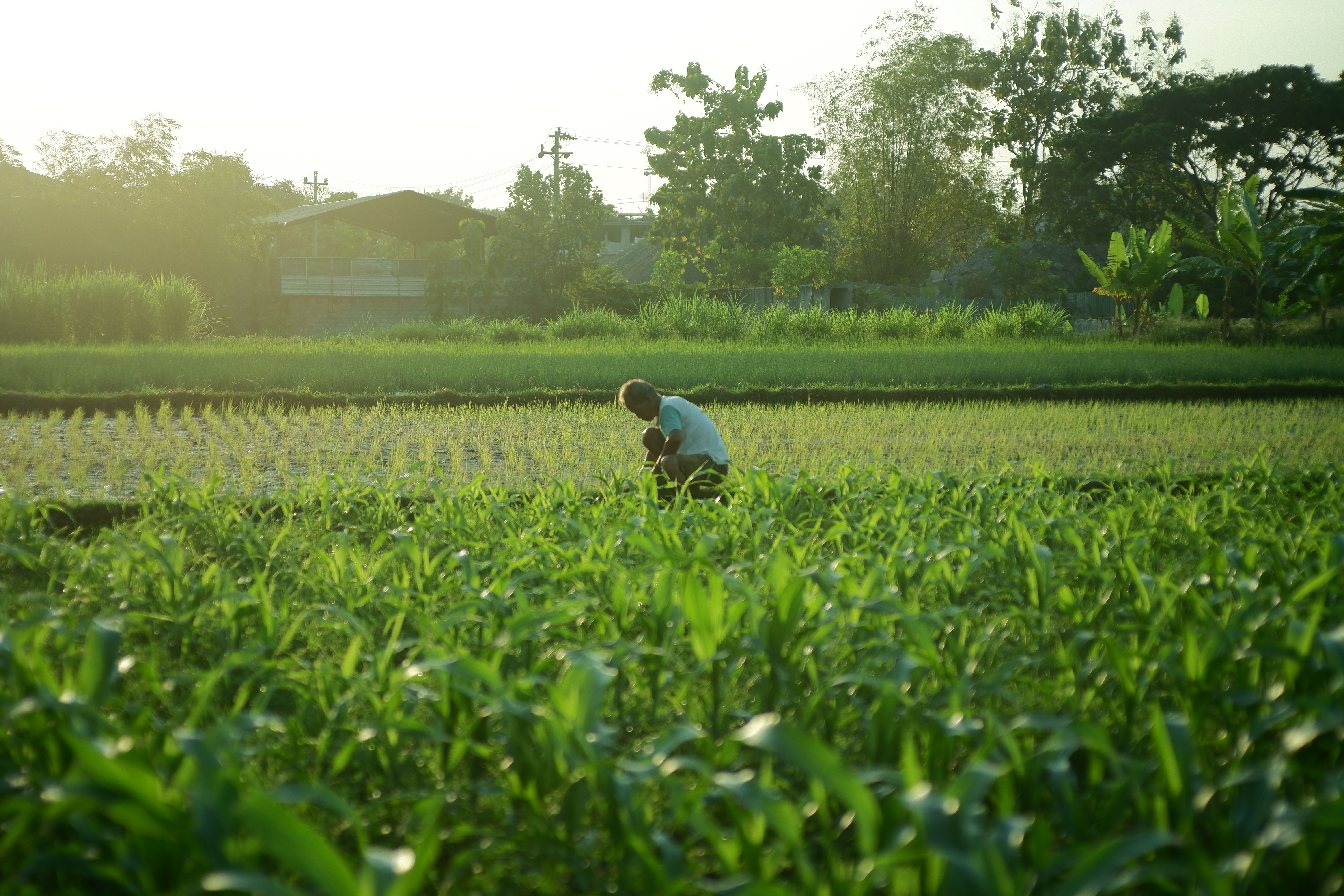 Agro-Processing Systems